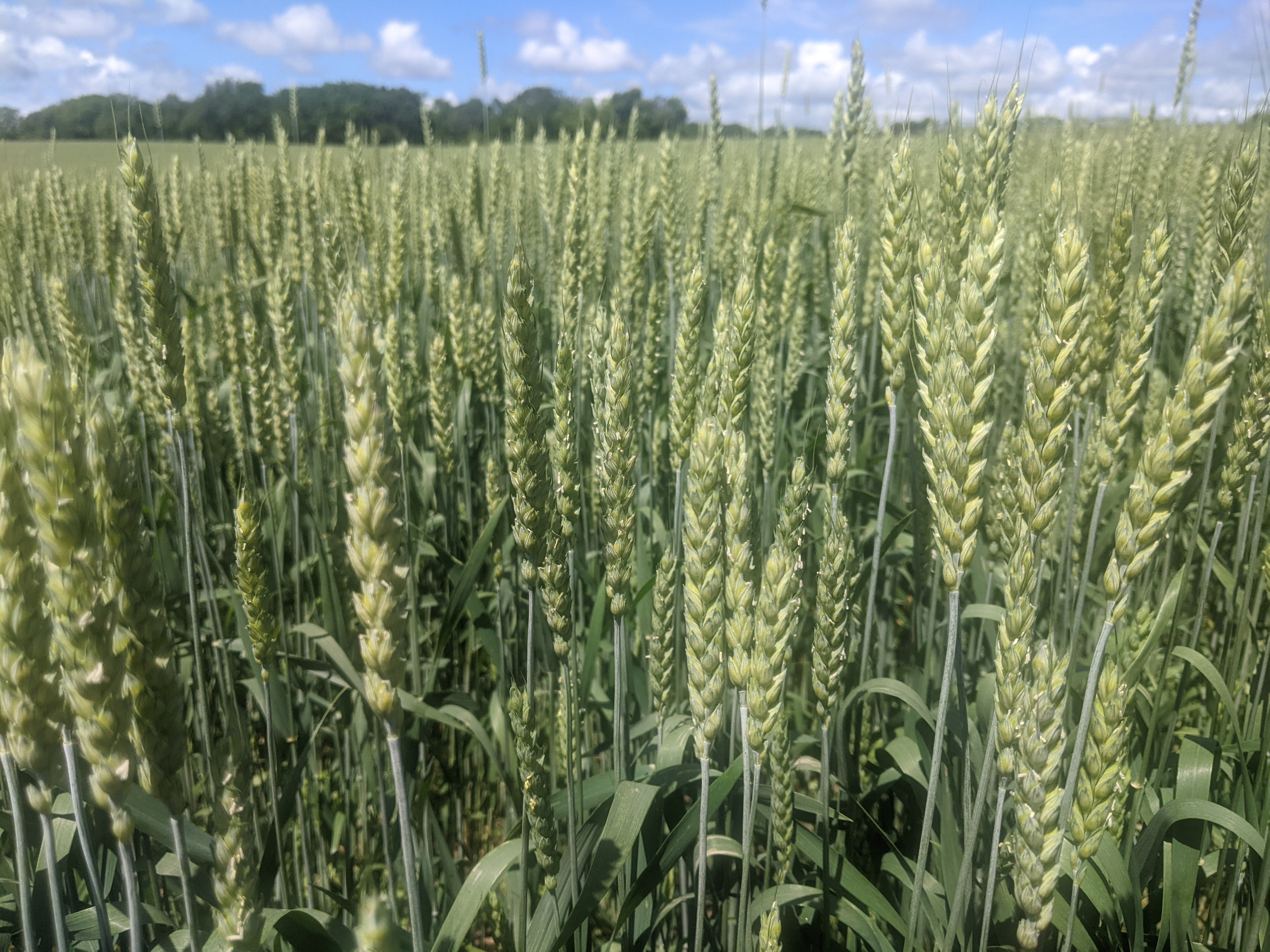 Closeup of wheat growing in a field.